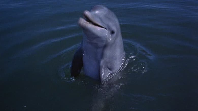 Flipper's New Adventure still