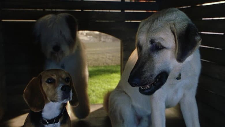 Cats & Dogs still