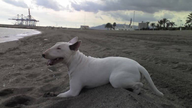 Baxter still