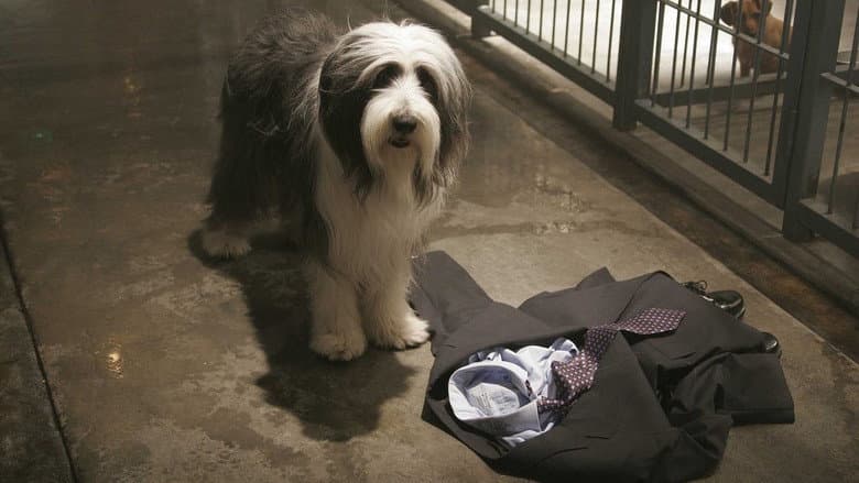 The Shaggy Dog still