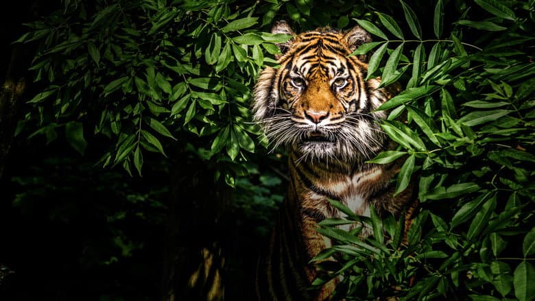 Thailand's Wild Cats still