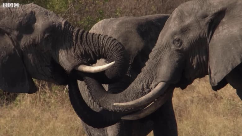 Botswana: Trouble in the Elephant Sanctuary still