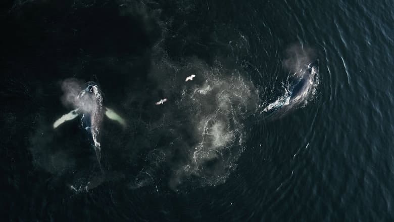 The Whale and the Raven still