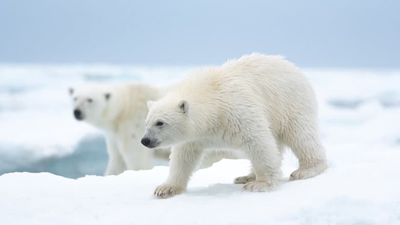 Polar Bear still