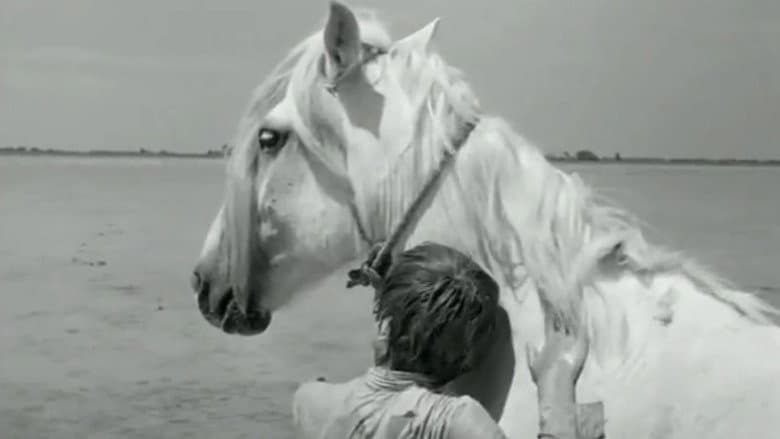 White Mane still