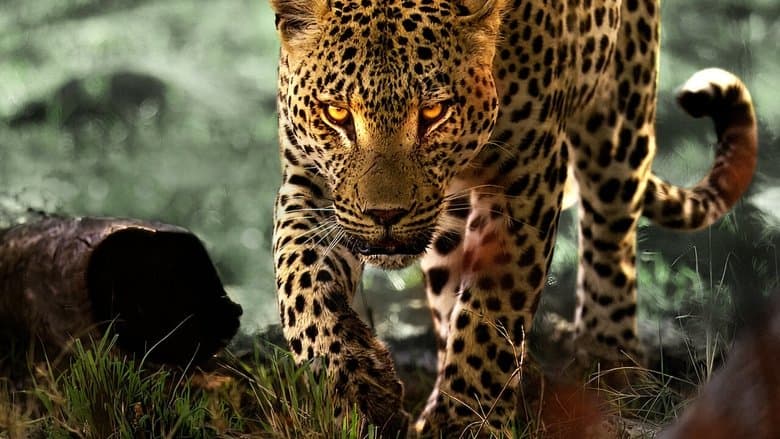Living with Leopards still