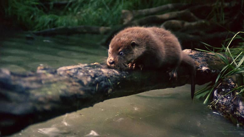Tarka the Otter still