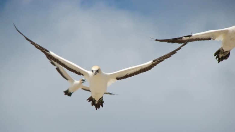 Gannets: The Wrong Side of the Run still