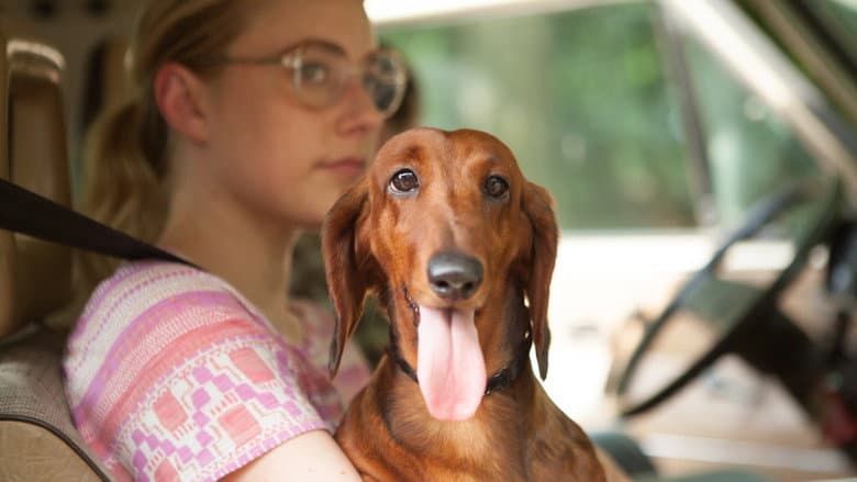 Wiener-Dog still