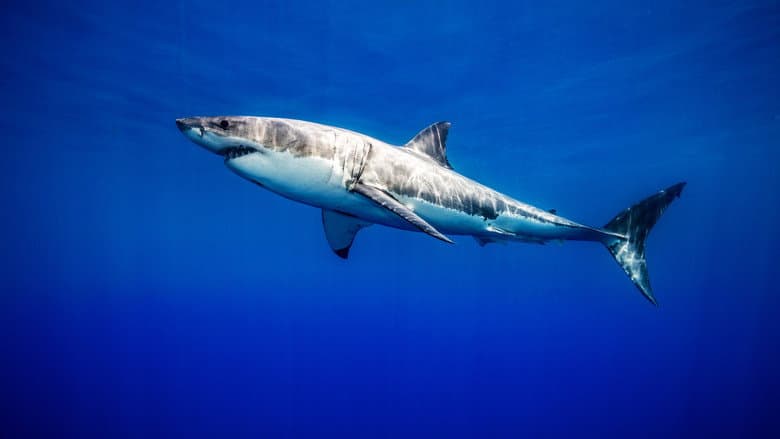 United Sharks of America still