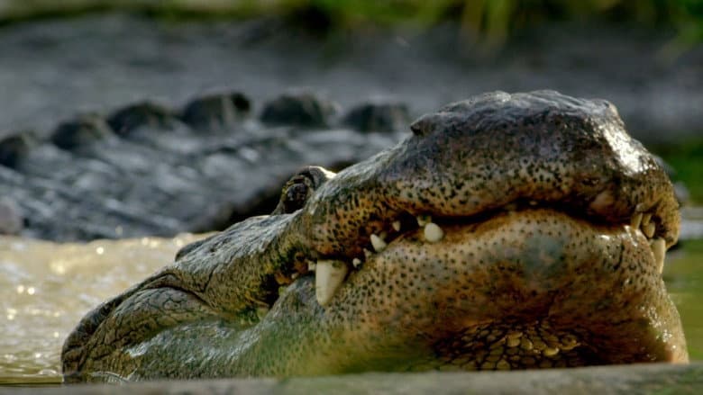 Wild Florida still