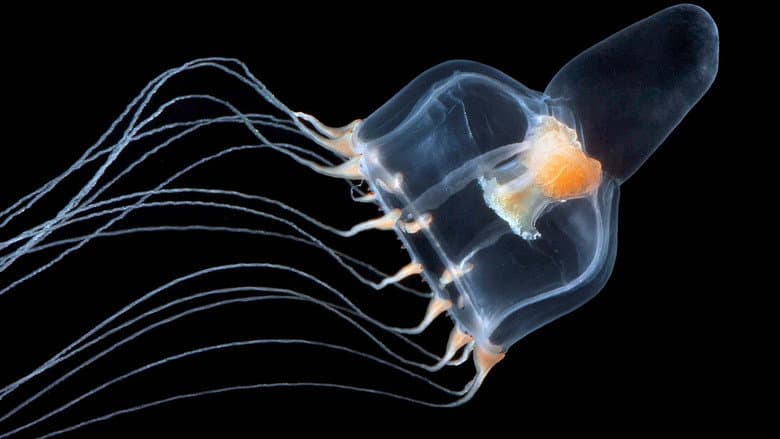 Jellyfish, The new Rulers of the Ocean still