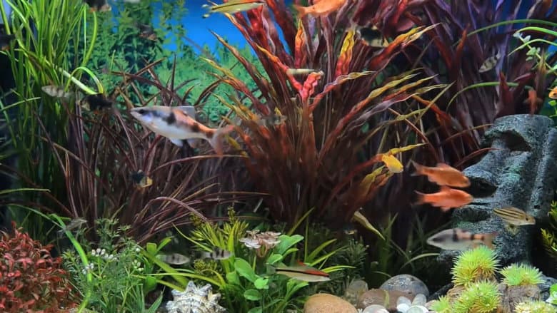 Relaxing Aquarium still
