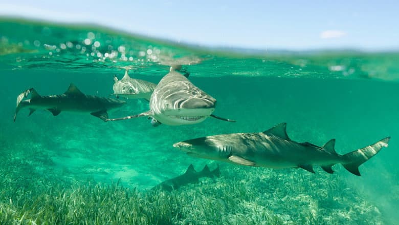 Shark Gangs still