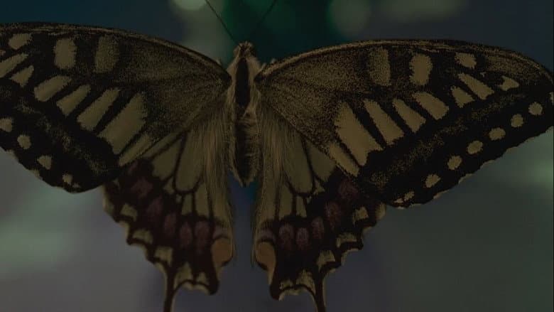 Swallowtail Butterfly still