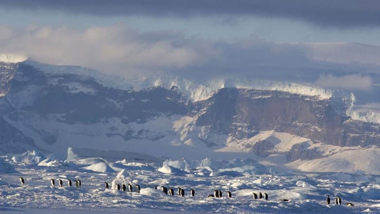 March of the Penguins 2: The Next Step still