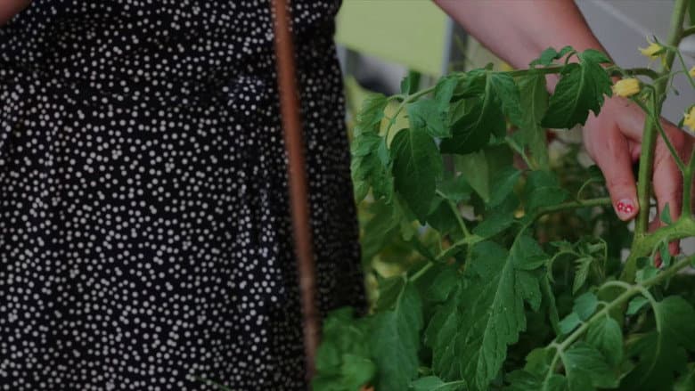 Les herbes still