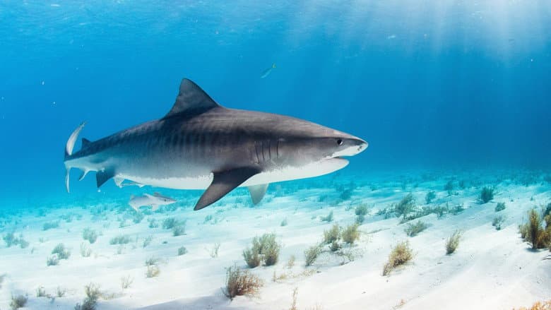 World's Biggest Tiger Shark still