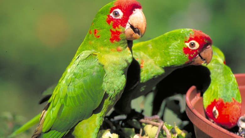 The Wild Parrots of Telegraph Hill still
