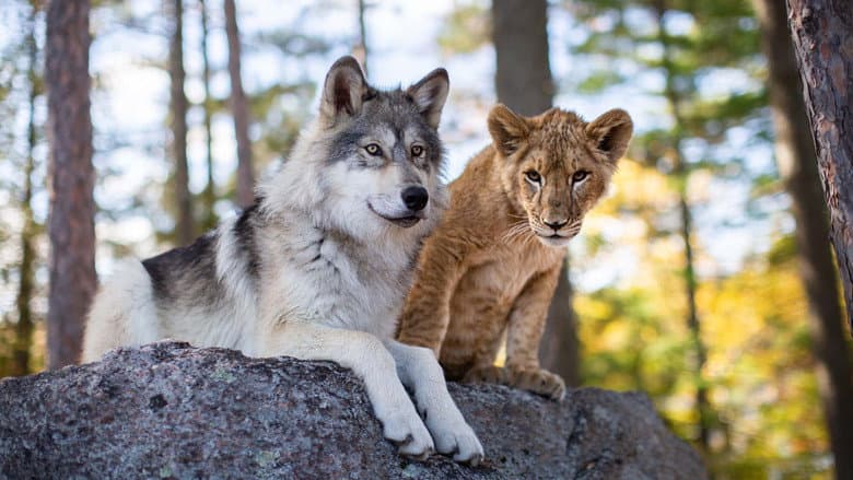 The Wolf and the Lion still
