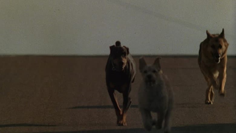 Dogs still