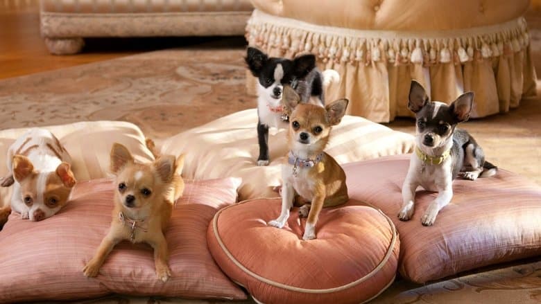 Beverly Hills Chihuahua 2 still