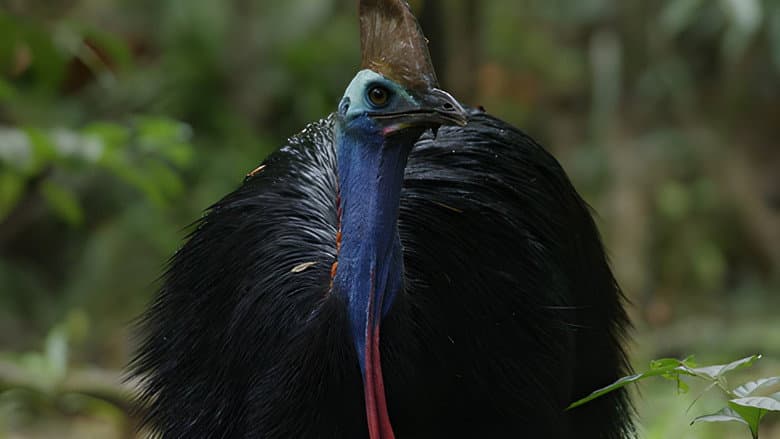 Dino Bird still