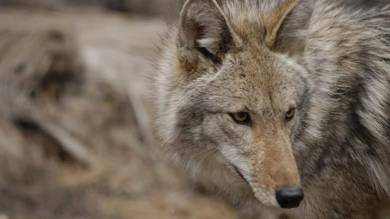 Attack in the Wild: Coyote Mystery still
