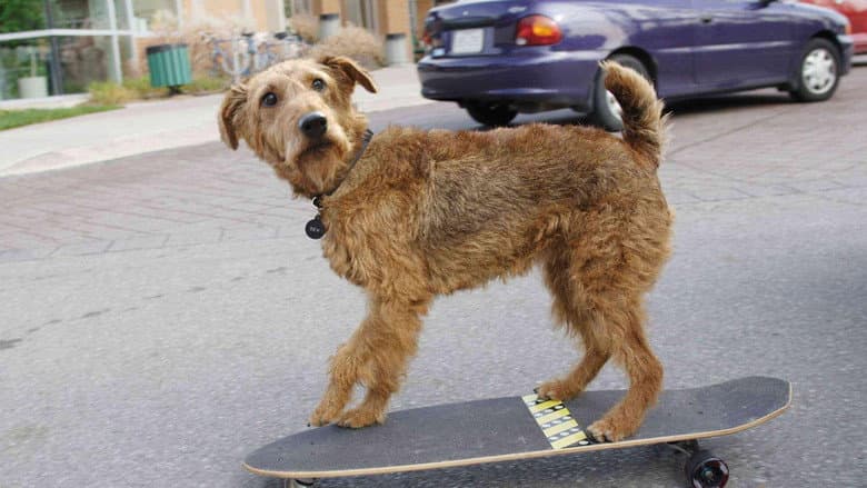 Firehouse Dog still