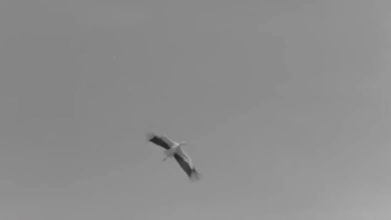 White, White Storks still