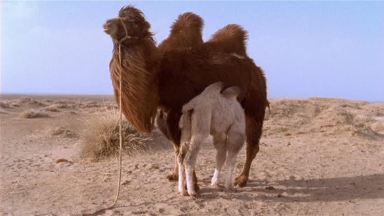 The Story of the Weeping Camel still