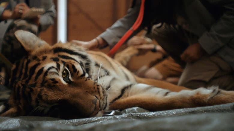 Day of the Tiger still