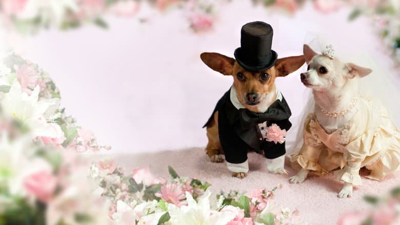 Beverly Hills Chihuahua 2 still