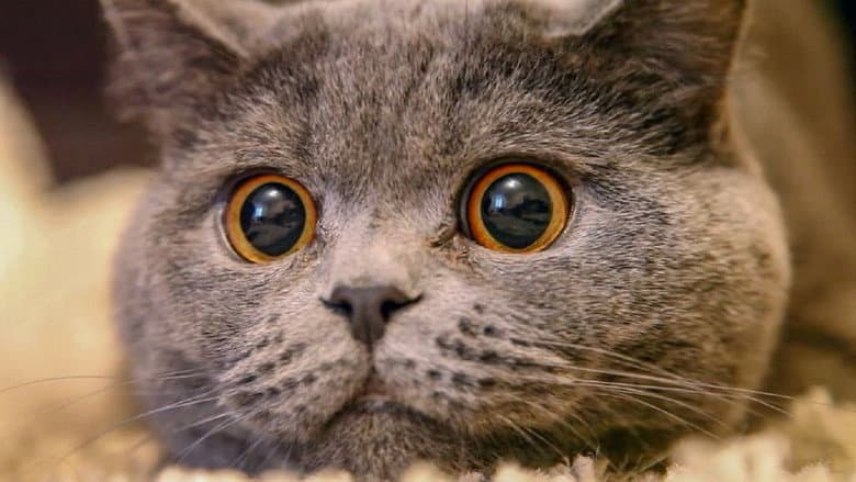 The Cat: A Cuddly Killer still