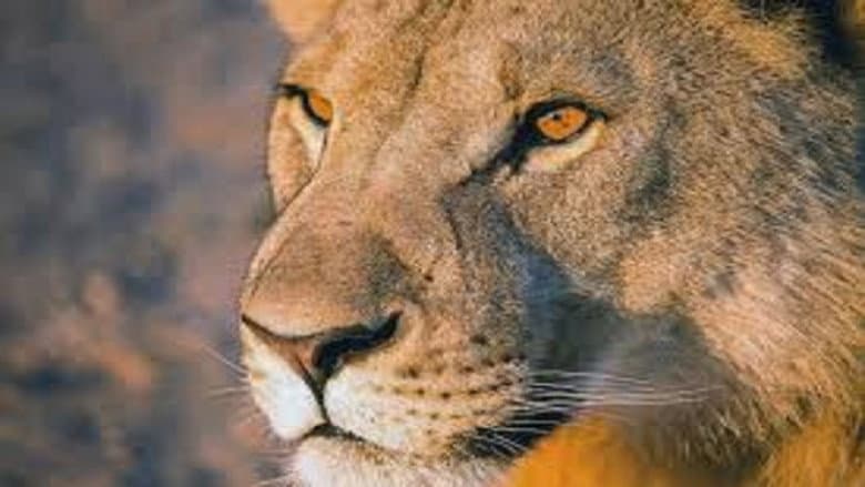 Vanishing Kings: Desert Lions of the Namib still