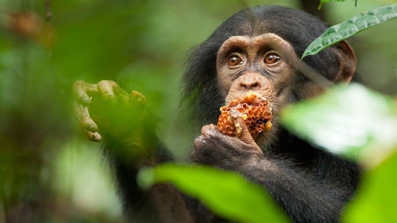 Chimpanzee still