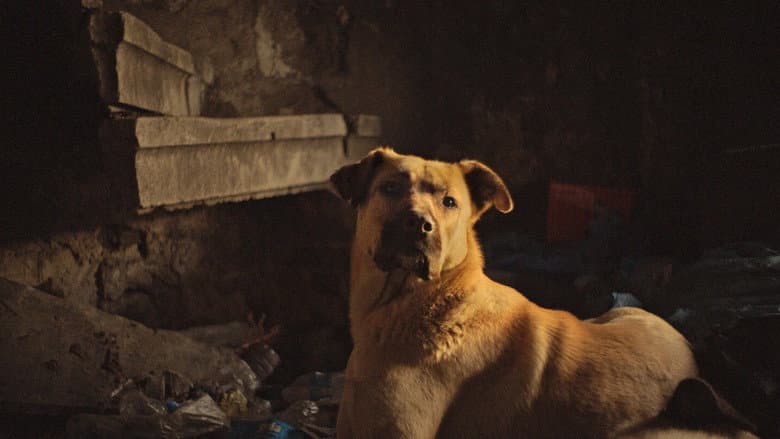 Stray still