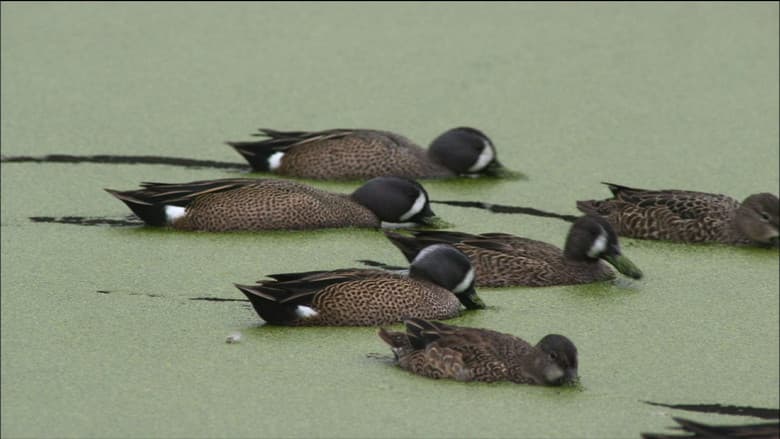 PBS Nature - An Original DUCKumentary still