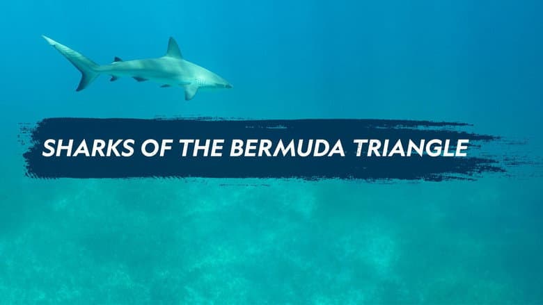 Sharks of the Bermuda Triangle still