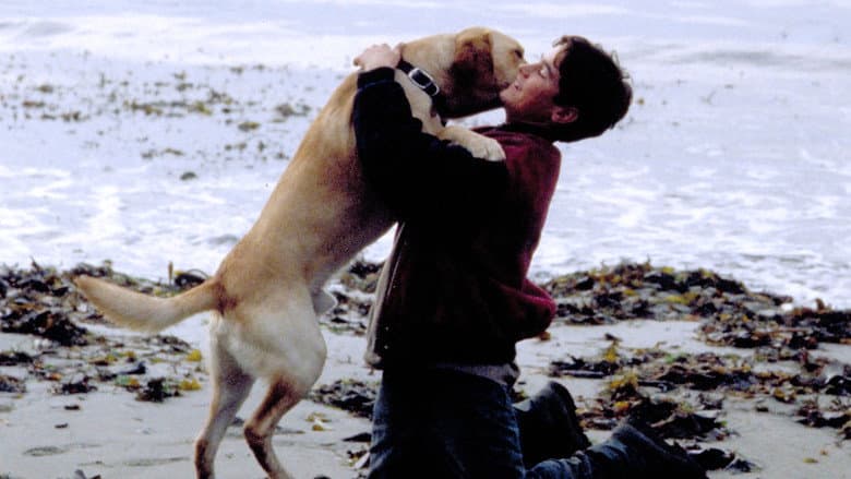 Far from Home: The Adventures of Yellow Dog still