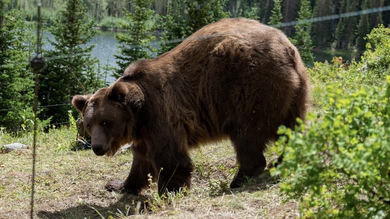 Grizzly Night still