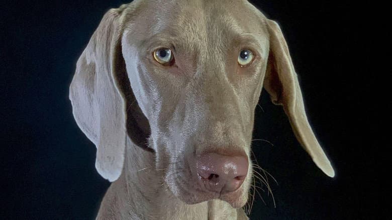 How dogs conquered the world still