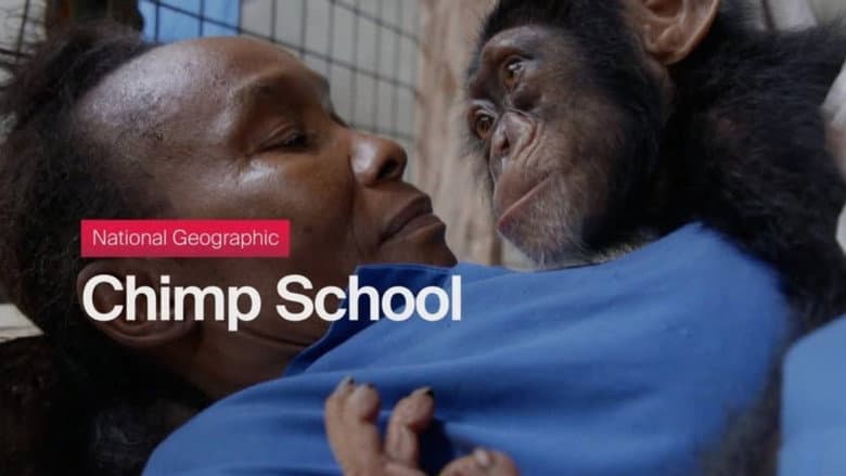 Chimp School still