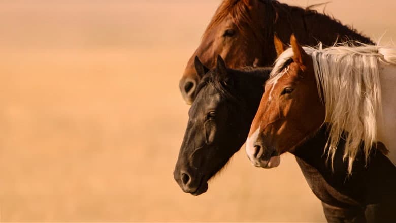 Wild Beauty: Mustang Spirit of the West still