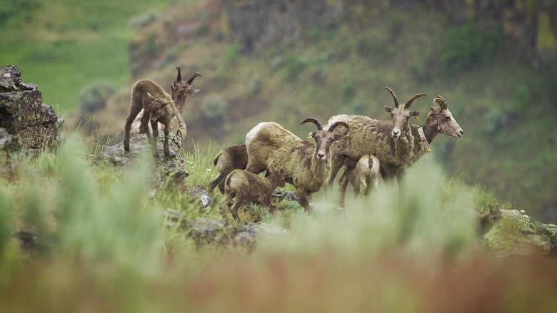 Wild & Wool still