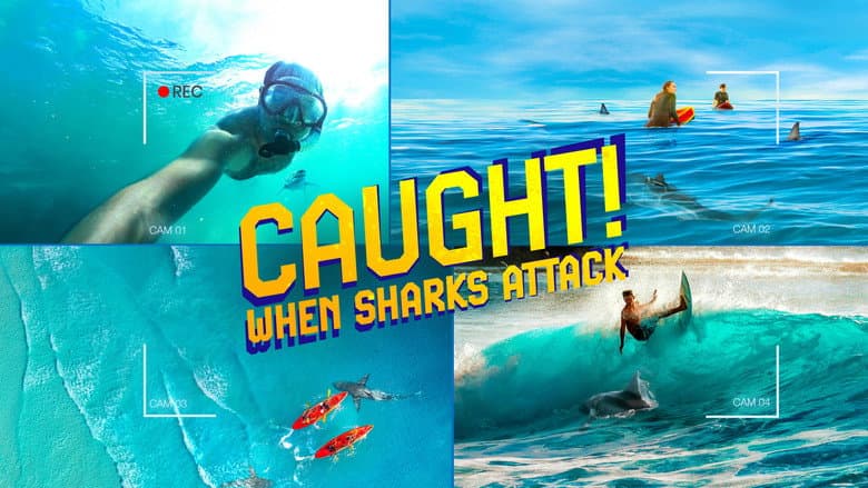 Caught! When Sharks Attack still