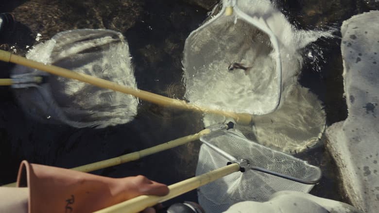 Fish for the Future still