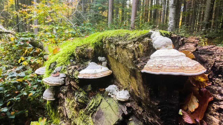 The Wild Forest still