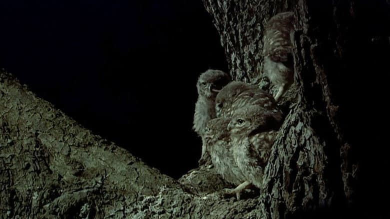 The Owls and the Orchard still