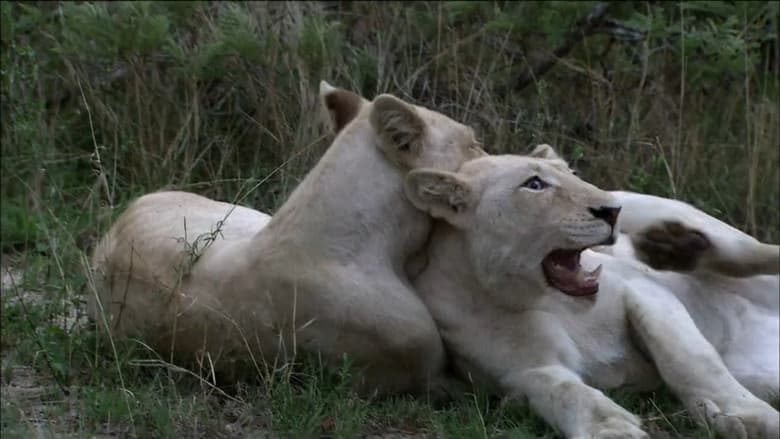 The White Lions still